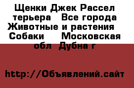 Щенки Джек Рассел терьера - Все города Животные и растения » Собаки   . Московская обл.,Дубна г.